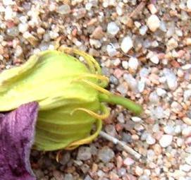 семена гибискуса - вариант 4