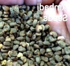 семена гибискуса - вариант 2