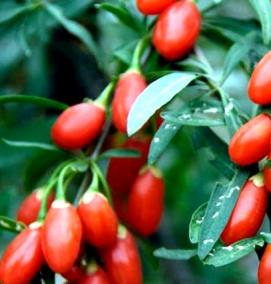 семена и саженцы - модель 1