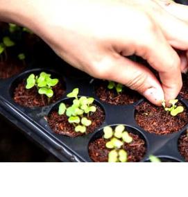 семена и саженцы - модель 2