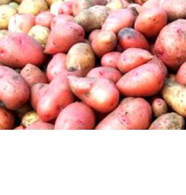 семена картошки - тип 4