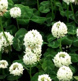 семена клевера белого - модель 1