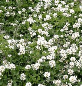 семена клевера белого - модель 4