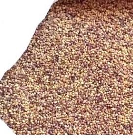 семена клевера белого - модель 3