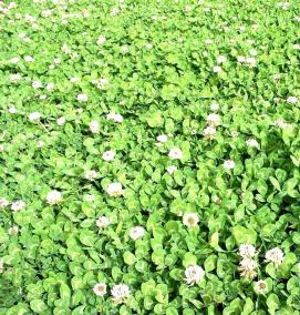 семена клевера белого - модель 2