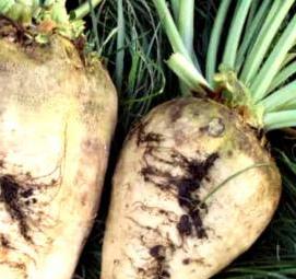 семена кормовой свеклы - тип 4