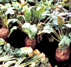 семена кормовой свеклы - тип 3