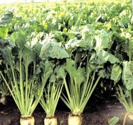 семена кормовой свеклы - тип 2