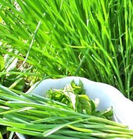 семена лука батуна - вариант 1