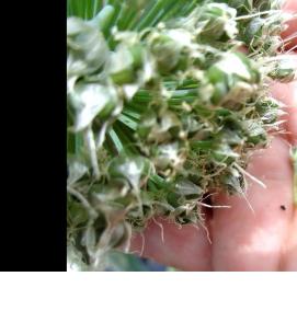 семена лука батуна - вариант 3