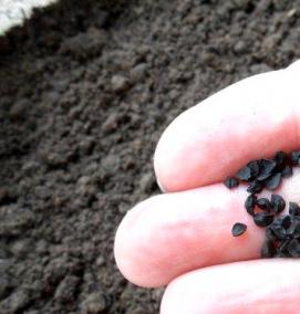 семена лука батуна - вариант 2