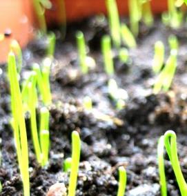 семена лука эксибишен - модель 2