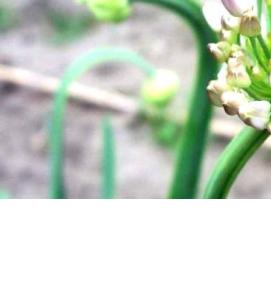 семена лука - модель 4