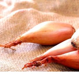 семена лука - модель 3