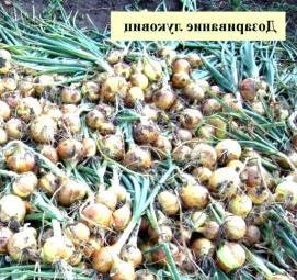 семена лука репчатого - вариант 4