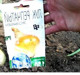 семена лука репчатого - вариант 2