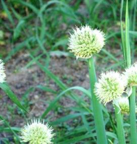 семена лука - модель 2