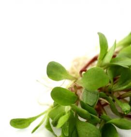 семена микрозелени - модель 1