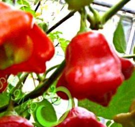 семена острого перца - модель 1