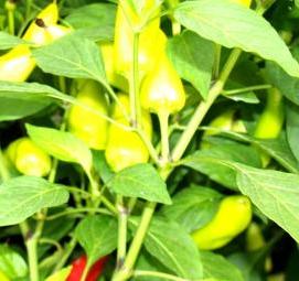 семена острого перца - модель 4