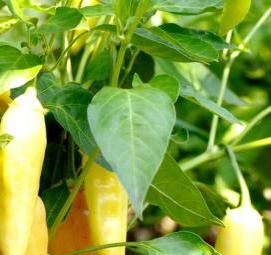 семена острого перца - модель 2