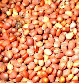 семена редиса - модель 4