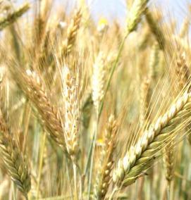 семена ржи - тип 1