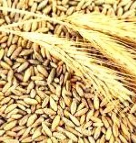 семена ржи - тип 4