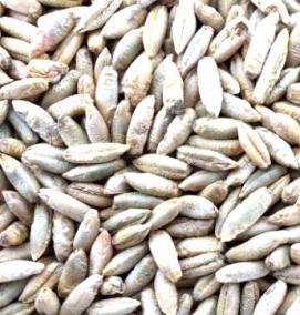 семена ржи - тип 3