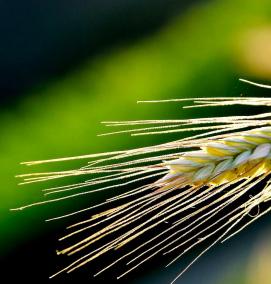 семена ржи - тип 2