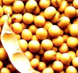 семена сои - модель 2