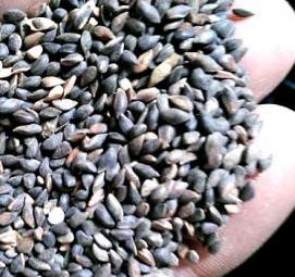 семена сосны - тип 2