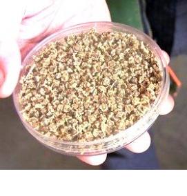 семена свеклы - модель 3