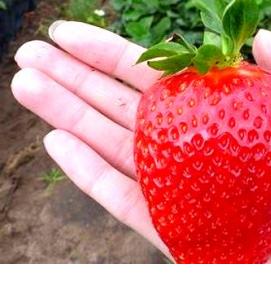 семена ягод - модель 1