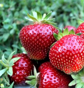 семена ягод - модель 4