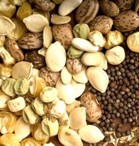 семена ягод - модель 2