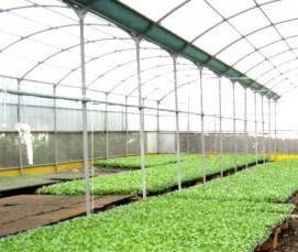 сезонные теплицы - тип 1