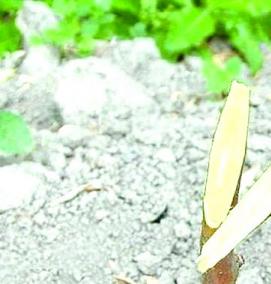 щепа абрикоса - вариант 4