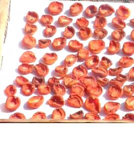 щепа абрикоса - вариант 3