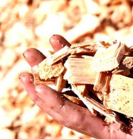 щепа кавказского дуба - вариант 2