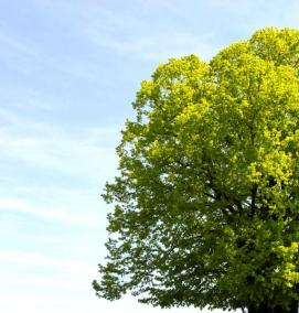 щепа липа - вариант 4