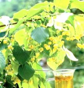 щепа липа - вариант 2