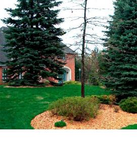 щепа садовая декоративная - тип 2