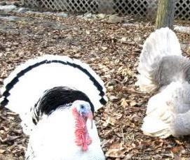 шифер маленький - вариант 3