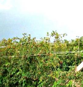 шпалера для малины - модель 3