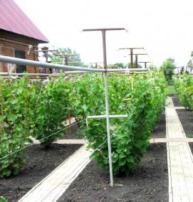 шпалера для винограда из металла - модель 1