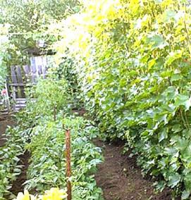 шпалера для винограда металлическая - вариант 4