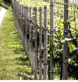 шпалера - вариант 3