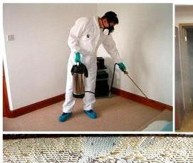 служба дезинфекции от клопов - вариант 4