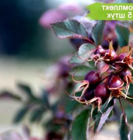 сортовой шиповник саженцы - модель 1